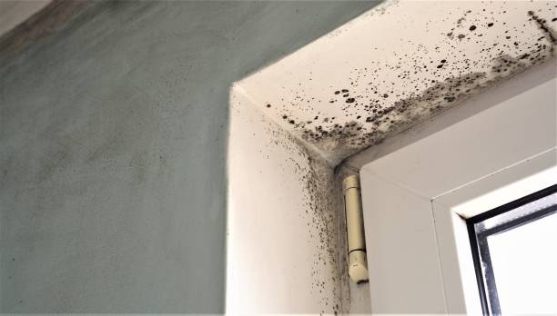Trusted Dagsboro, DE Mold Removal Experts