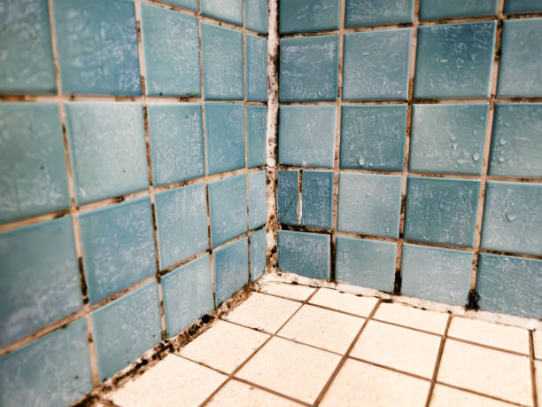  Dagsboro, DE Mold Removal Pros
